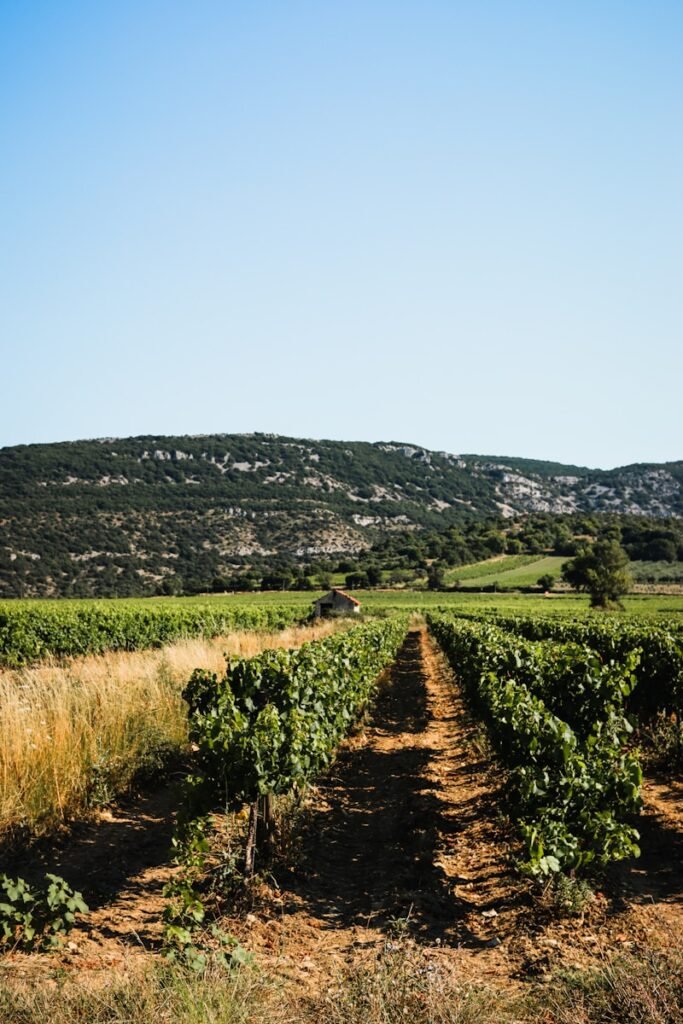 A field with a hill in the background